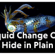 Squid Change Color to Hide in Plain Sight